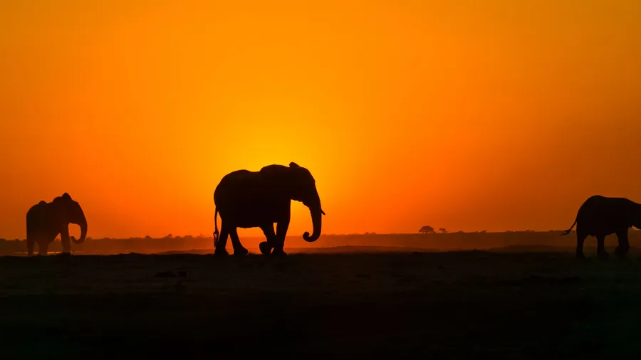 Africa