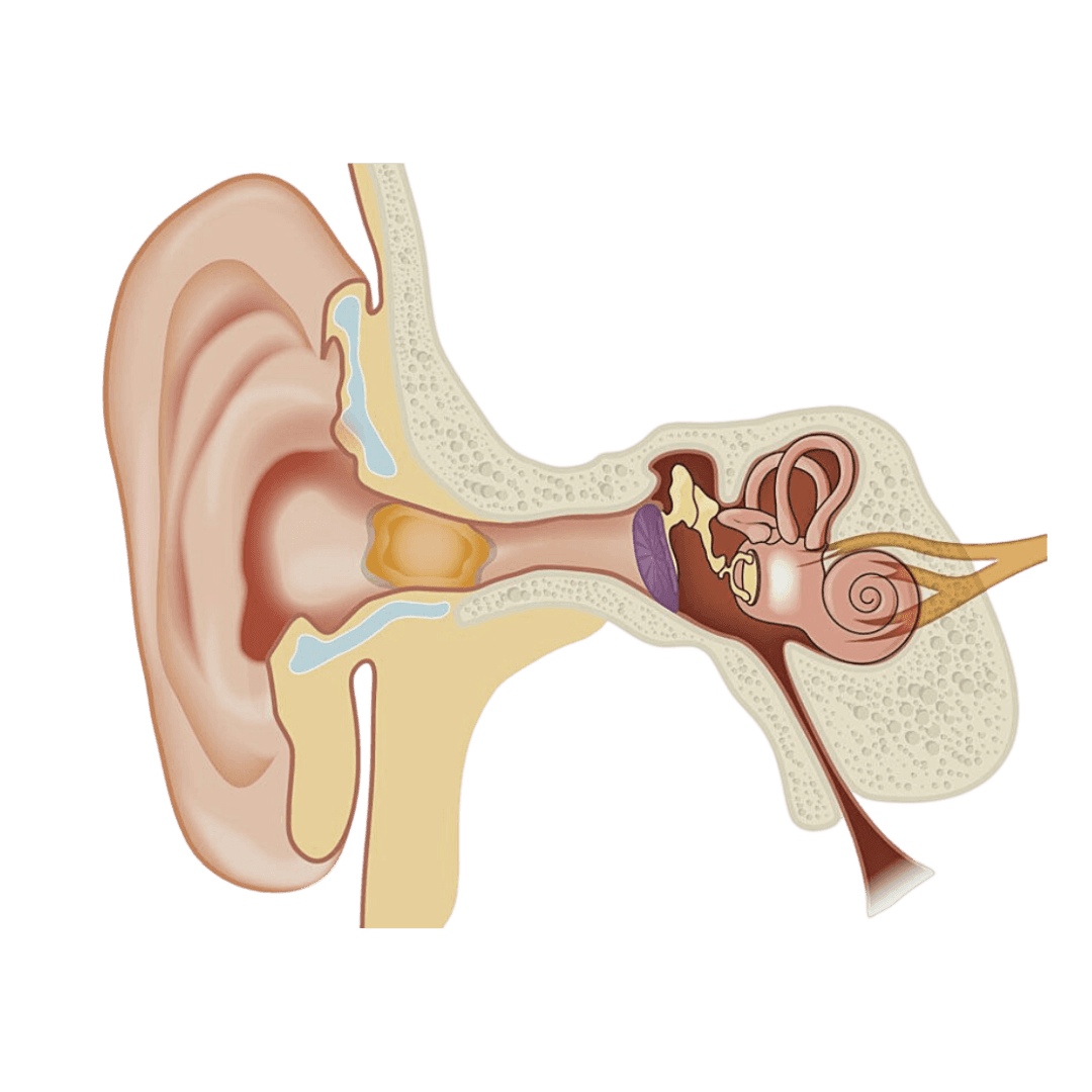 Professional microsuction equipment and procedure